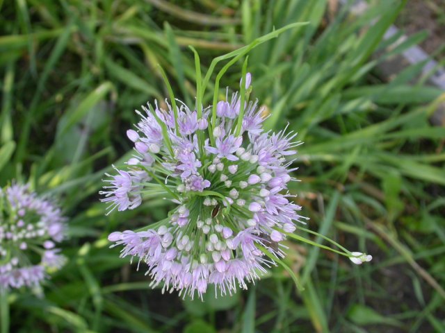 allium montanum